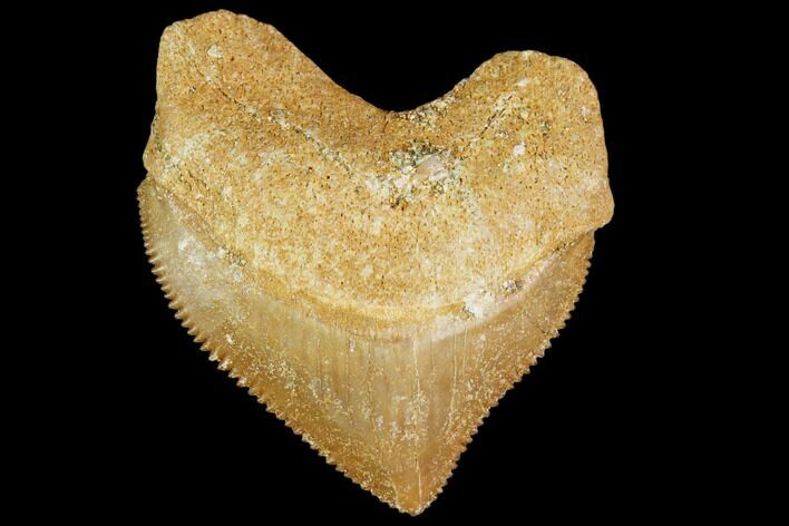Fossil Crow Shark (Squalicorax) Tooth- Morocco #110065
